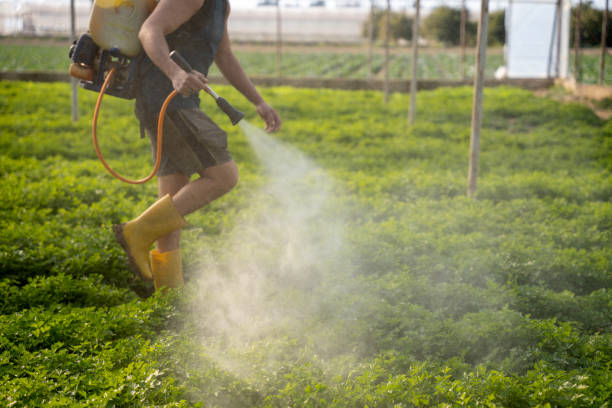 Bird Control in Saticoy, CA