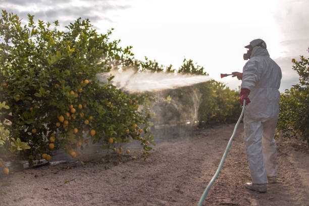 Insect Control in Saticoy, CA