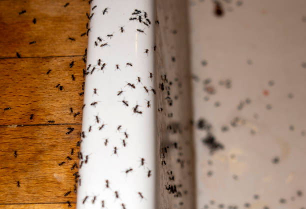 Best Affordable Pest Control Services  in Saticoy, CA