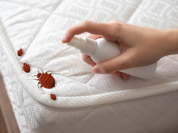 Best Pest Control Near Me  in Saticoy, CA