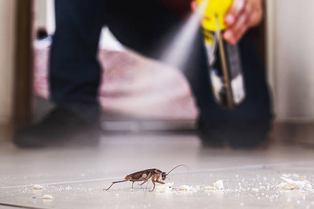 Best Flea Control Services  in Saticoy, CA